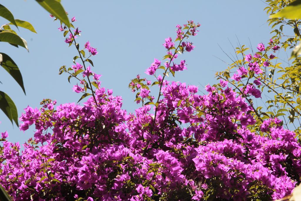 Le Palme Garden Villa San Giorgio  Bagian luar foto